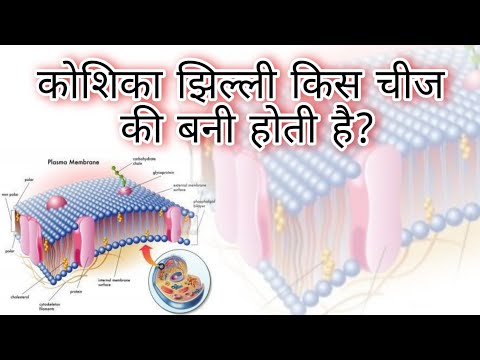 वीडियो: क्विज़लेट से बनी कोशिका झिल्ली क्या होती है?