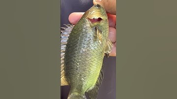 Cùng mình đi câu cá anh em ơi##CauCa #Datrobapdua #BigFish #FishingLife #FishingVideo