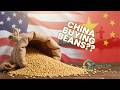 Is China Back Looking at U.S. Soybeans?