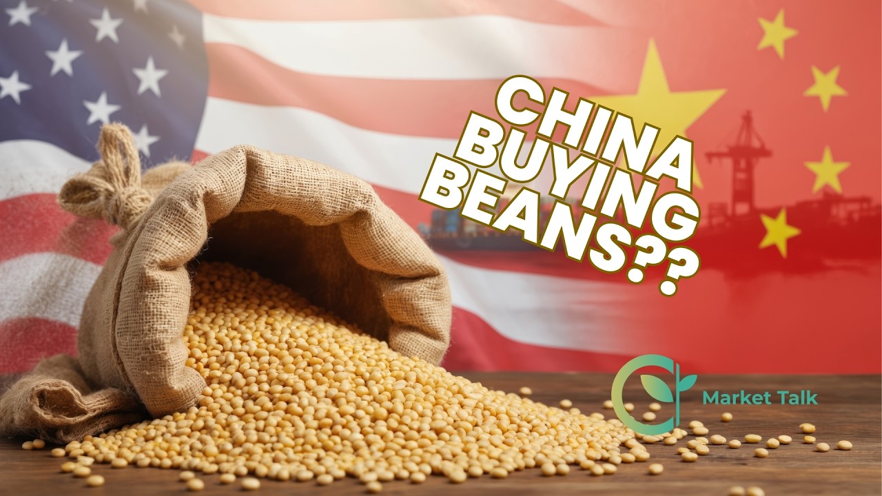 Is China Back Looking at U.S. Soybeans?