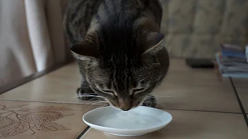 Was ist besser für Katzen Milch oder Wasser?