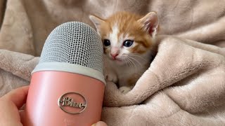 Kitty Asmr In One Hour