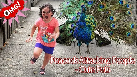 Funny PETS Peacock Attacking People - Funniest Animals Videos 2019 P1 - Cute Pets - DayDayNews