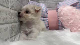 212076 ハーフ犬(マルチーズ×チワワ) ♂ ⭐ぺっとなび元住吉店⭐ - YouTube