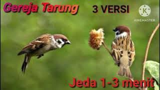 MASTERAN ANTI ZONK Gereja Tarung - 3 Versi terbaru 2023 #masteranburung #kicaumania