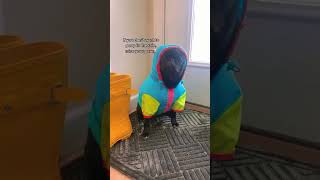 #funny #dogs #pet #dogscats#dogshorts #dog#doglover#doglife
