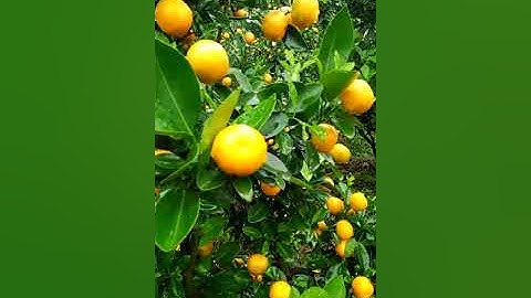 QUẤT CẢNH THẾ PHONG - TP.THÁI BÌNH