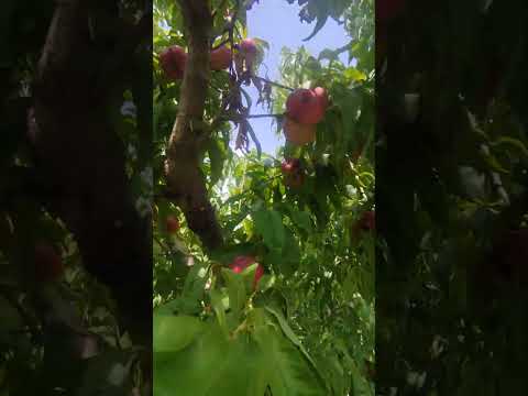 شلیل انجیری دشت مغان