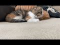 主がいないとそわそわしだす子猫が可愛すぎる
