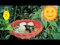 How to hatch eggs without incubator // Hatch chick and duck egg without incubator /Big duck hatching