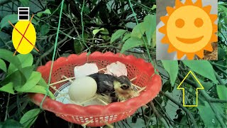 How to hatch eggs without incubator \/\/ Hatch  duck egg without incubator || duck hatching