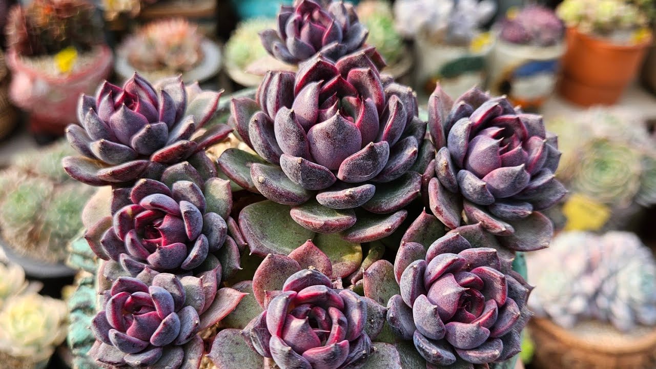 🐲다육판매🐲태어난김에다육일주🌵문자주문환영010.3187.2821 #succulent #多肉植物 #다육식물 #반려식물 #다육스타그램