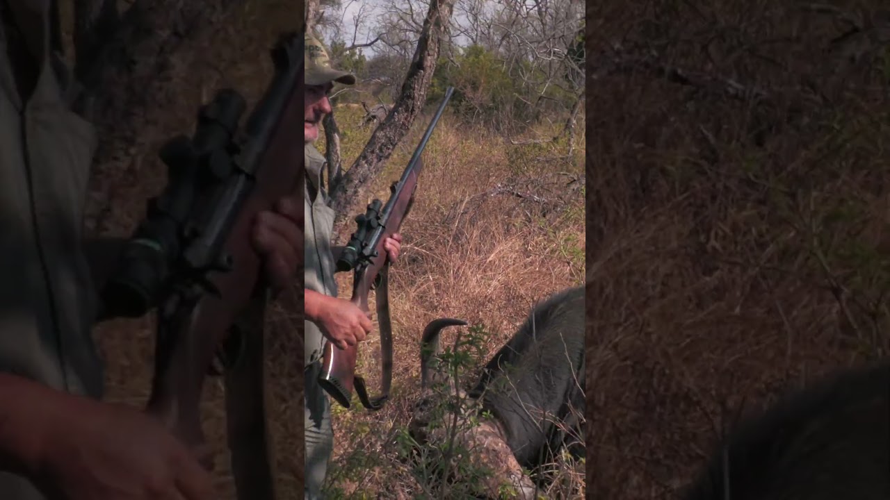 Hunting Cape Buffalo #hunting #wildlife