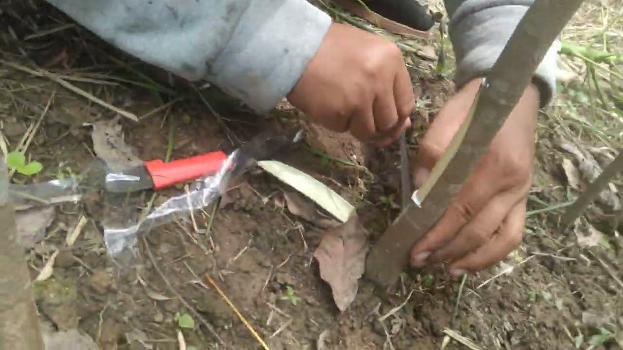 วิทีติดตายางพาราติด100ได้100สีมืเสียนมาก