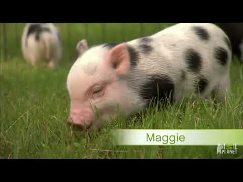 Perfectly Precious Potbelly Pigs Too Cute 