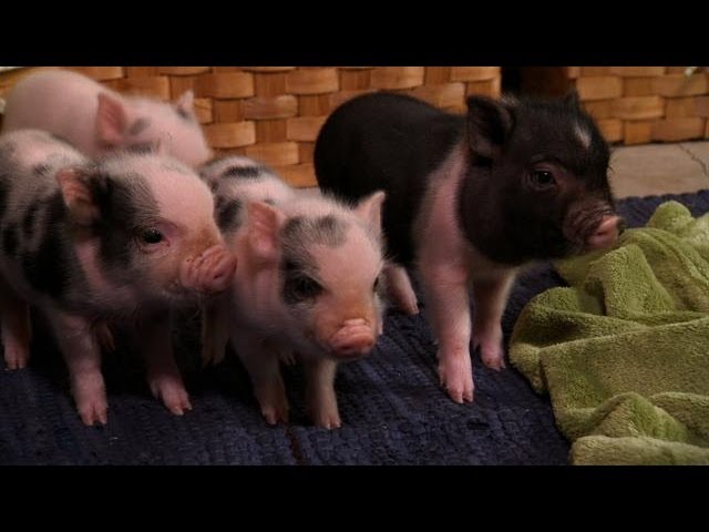 Perfectly Precious Potbelly Pigs | Too Cute! class=