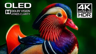 Ultra-Real Nature 4K HDR Dolby Vision 60FPS (Cinematic OLED Wildlife Film)
