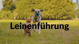 Folge#4 Gassi mit Masih: Meine wichtigsten Regeln bei der Leinenführung von Hunden.