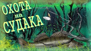 Небольшие скопления судака. Охота удалась! Небольшие скопления судака. Охота удалась!