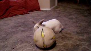 Football Rabbit