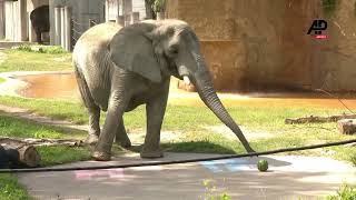Fortune Telling Elephant Predicts Spain And Netherlands To Win Semis