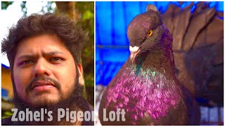 Zohel’s Pigeon Loft New Series | Black Indian Fantail Pigeons