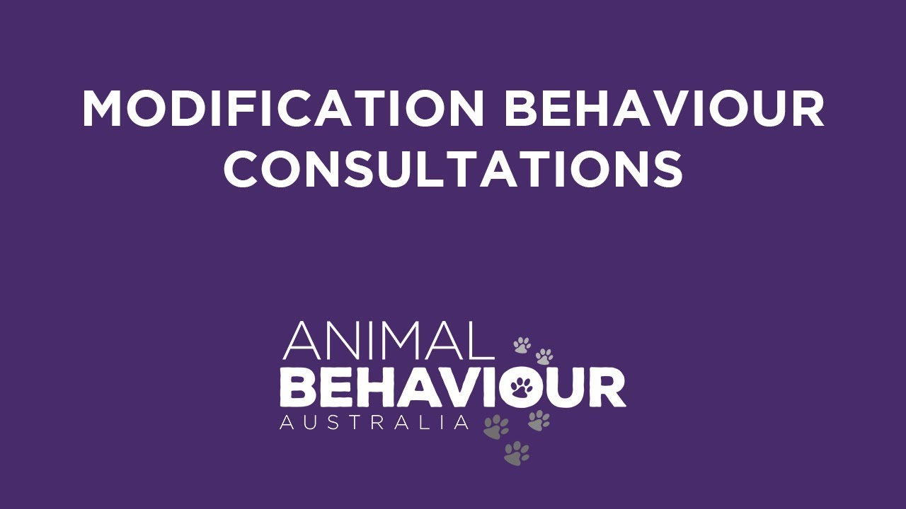Animal Behaviour Australia - Modification Behaviour Consultation - YouTube