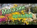 Магазин орхидей, разнообразие Фаленопсисов.