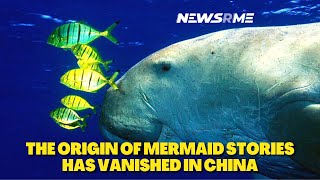 The origin of mermaid stories has vanished in China | NewsRme