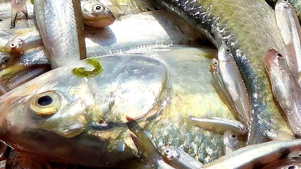 কম দামে পদ্মার সেরা সেরা মাছ কিনুন মৈনট ঘাট থেকে | Padma fish | পদ্মার ইলিশ | best fish market 