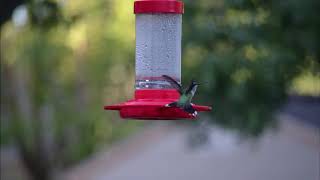 Central Texas Hummingbird Migration 2019