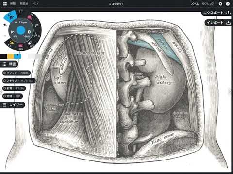 Low back pain and kidney (English)