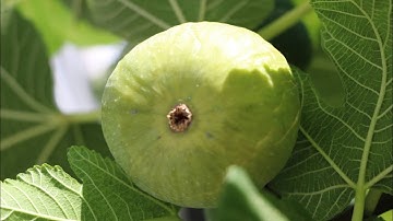 Breba Figs | All about the Breba Crop w/ an Early Season Breba Tasting