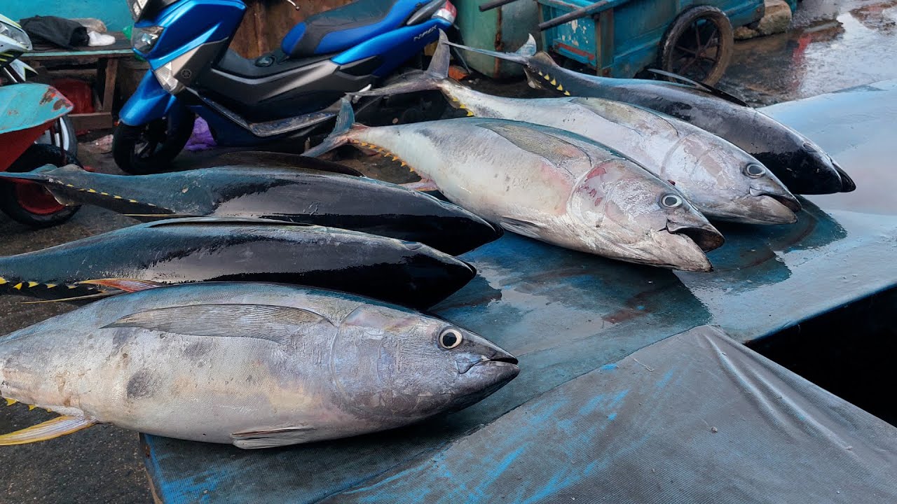 Live 05 Nov 24‼️🔥Activity of cutting tuna and various types of fresh fish at the Sorong fish market