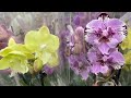 Я плакала от СЧАСТЬЯ, когда приехала в КАСТОРАМА! ))) ОРХИДЕИ фаленопсис моей мечты! орхидея