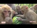 Dozens of monkeys eat watermelon around｜几十只猴子围着吃西瓜，连西瓜皮都不放过，太过瘾了