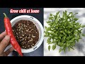 3 bước để có chậu ớt sai trĩu quả, trồng ớt trong chậu, trồng ớt, grow chili, chili