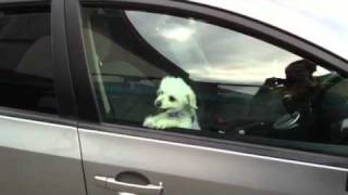 Cute Dog Party In The Car