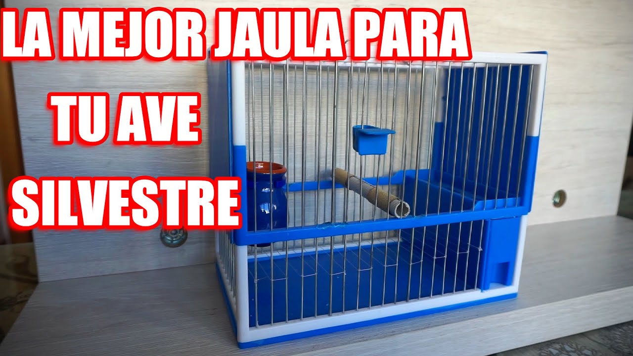 Temeridad Torbellino Cortés CÓMO PREPARAR MI JAULA C2 PARA MI JILGUERO / Préparer la cage parfaite pour  mon chardonneret. - YouTube