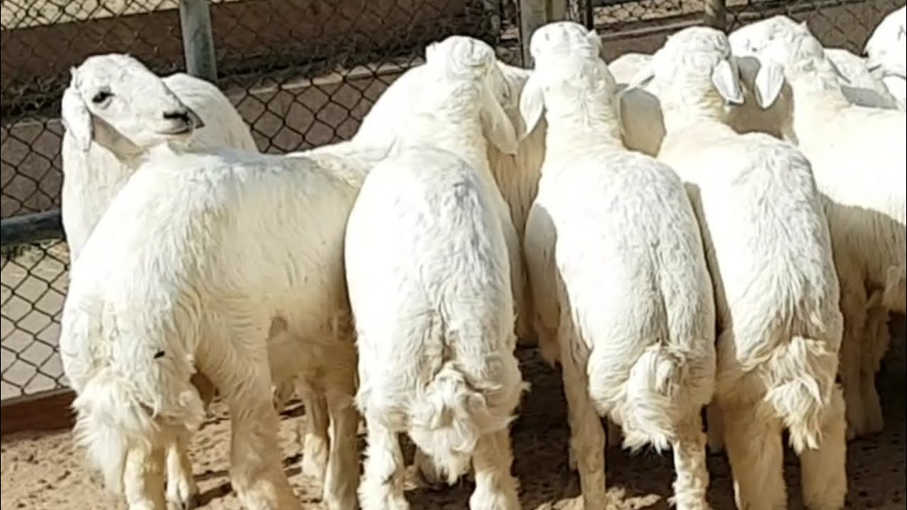 🔴  إنتبه قبل أن تشتري الذبيحة  🐏  ⁉️