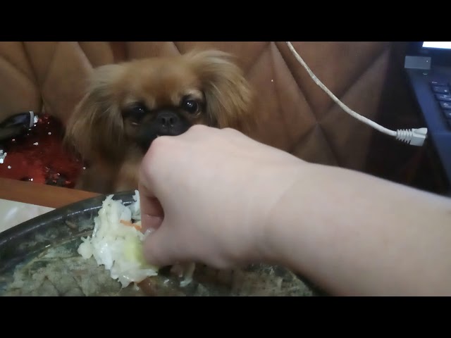 Пекинес ест квашеную капусту! - YouTube
