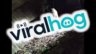 People Rescue Deer With Bag Stuck On Its Head || ViralHog