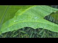 Soft Rain On Banana Leaves Rain Sounds For Sleeping Relaxation Beautiful Relaxing Nature