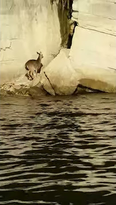 deer caught in Crack of bluff - YouTube