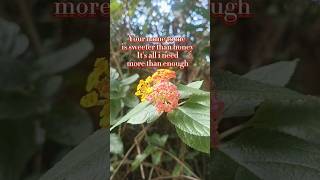 HONEY - by: Hope Darst #music #beautiful #love #lyrics