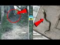 5 proof of “Unknown” creatures | 5 mythical creatures caught on camera that cannot be explained