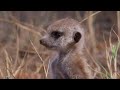 Snake-bitten Meerkat Returns Home | BBC Earth