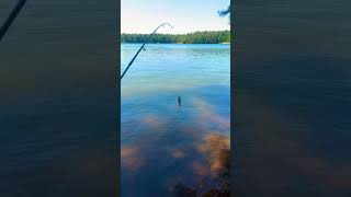 #beanz #fishing #reeltalk #jenkinsvillesc #lakemonticello #lake #monticello #chilldaywithme #onchill