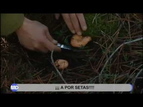 Video: Cómo Recoger Setas Silvestres