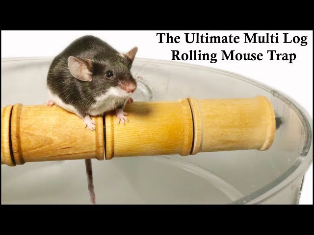 How To Make The World's Best Mouse Traps Even Better. Rolling Log & Walk  The Plank Mouse Traps 